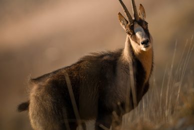 camoscio-appenninico-nel-Parco nazionale-dei-monti-sibillini