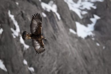 tour-fotografico-winter-switzerland-aquila