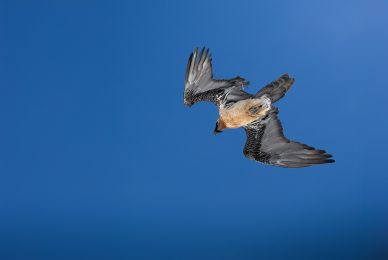 tour-fotografico-winter-switzerland-gipeto