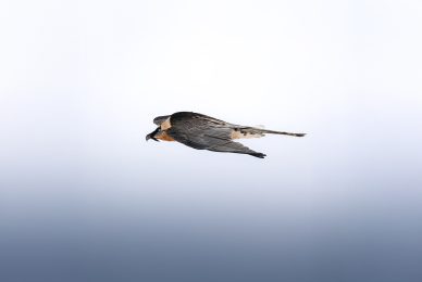 tour-fotografico-winter-switzerland-gipeto