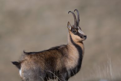 camoscio-appenninico-nel-Parco nazionale-dei-monti-sibillini