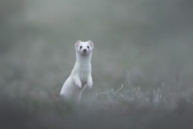tour-fotografico-winter-switzerland-ermellino