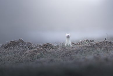 tour-fotografico-winter-switzerland-ermellino