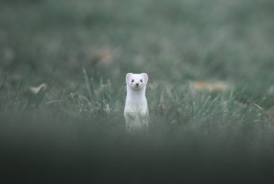 tour-fotografico-winter-switzerland-ermellino