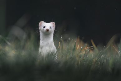 tour-fotografico-winter-switzerland-ermellino