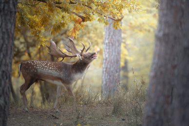 autumn-loves-workshop-di-fotografia-naturalistica-daino-italia-bramito