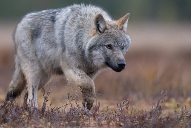 wild-finland-workshop-fotografia-naturalistica-wildlife-photography-workshop