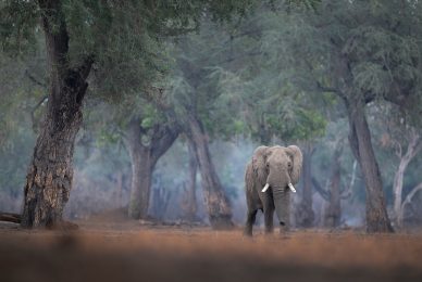 elefante-zambia-elephant-lower-zabesi-photo-tour