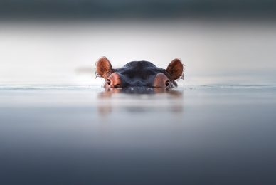 hippo-zambia-zambesi-lower-zabesi