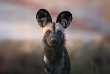 licaone-wild-dog-lower-zambesi-safari-photographic