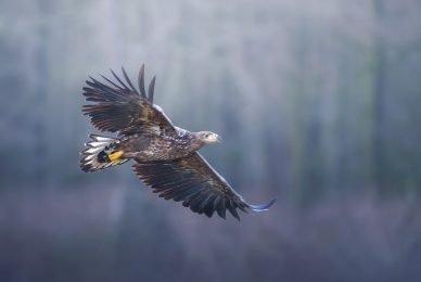 eagle-and-wolves-poland