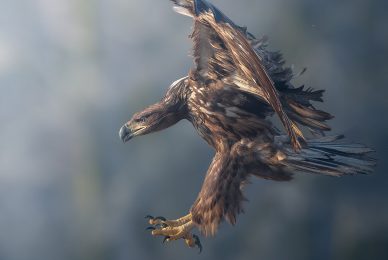 Poland-wildlife-tour