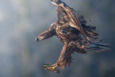 eagle-and-wolves-poland