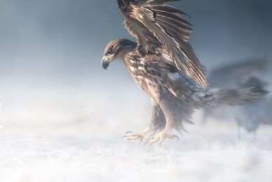 eagle-and-wolves-poland