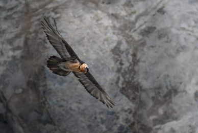 tour-fotografico-winter-switzerland-gipeto