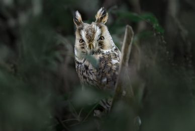tour-fotografico-winter-switzerland-gufo