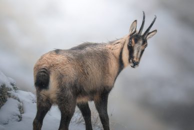 camoscio-appenninico-nel-Parco nazionale-dei-monti-sibillini