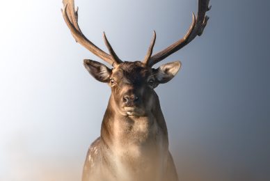 _Z9J7768-copia