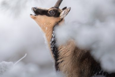 camoscio-appenninico-nel-Parco nazionale-dei-monti-sibillini