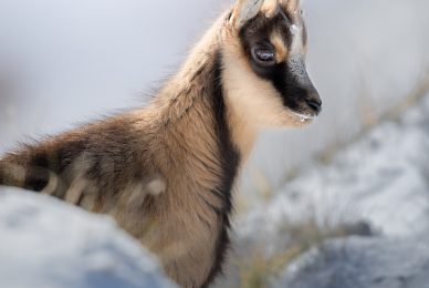 camoscio-appenninico-nel-Parco nazionale-dei-monti-sibillini