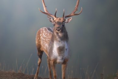 Z9J_4527-copia