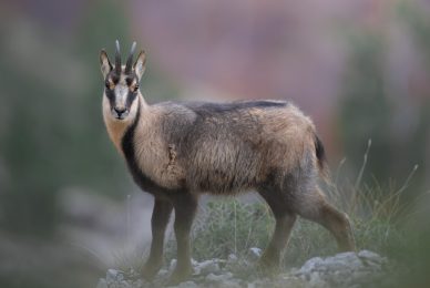 camoscio-appenninico-nel-Parco nazionale-dei-monti-sibillini