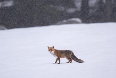 tour-fotografico-winter-switzerland-volpe