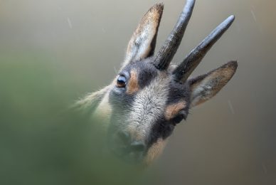 camoscio-appenninico-nel-Parco nazionale-dei-monti-sibillini