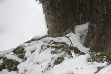 tour-fotografico-winter-switzerland-ermellino