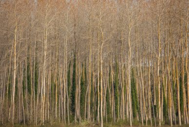 alberi 1