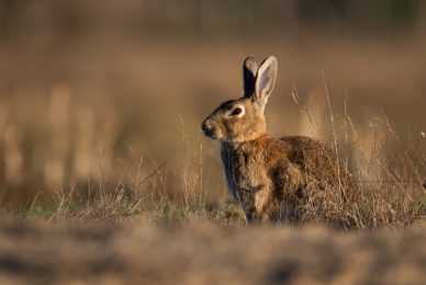 coniglio selvatico