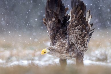eagle-and-wolves-poland