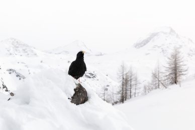 -Italian-national-parks-wildlife-photography-workshop-abruzzo-national-park-gran-paradiso-national-park-sibillini-national-park
