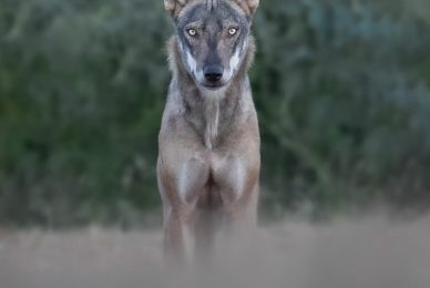lupo-frontale