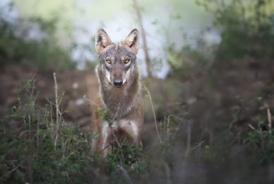 autumn-loves-workshop-di-fotografia-naturalistica-daino-italia-bramito