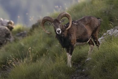muflone guarda-1-gigapixel-hq-scale-6_00x