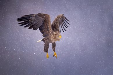 eagle-and-wolves-poland