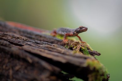 salamandrina dagli occhiali 1