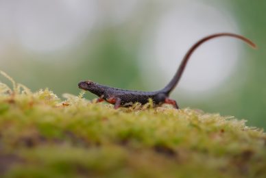 salamandrina dagli occhiali