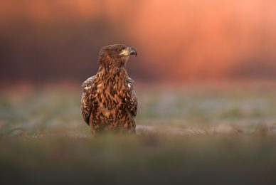 eagle-and-wolves-poland