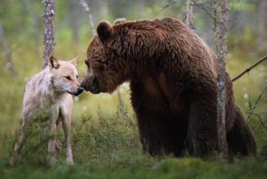 wild-finland-workshop-fotografia-naturalistica-wildlife-photography-workshop