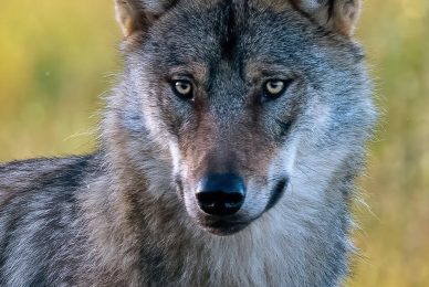 wild-finland-workshop-fotografia-naturalistica-wildlife-photography-workshop