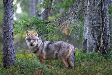 wild-finland-workshop-fotografia-naturalistica-wildlife-photography-workshop