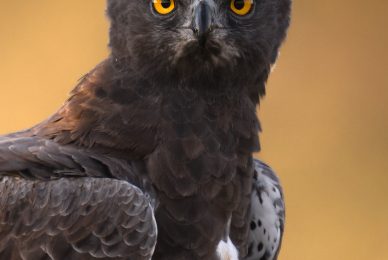 w_DSC7650-2-sharpened