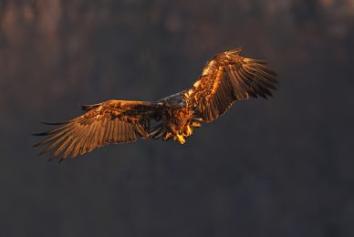 eagle-and-wolves-poland