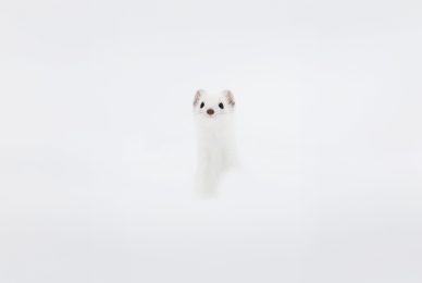 wintwr-svizzera-tour-fotografico-ermellino-bianco-su-neve-close-up