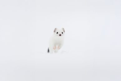 wintwr-svizzera-tour-fotografico-ermellino-bianco-su-neve-corre