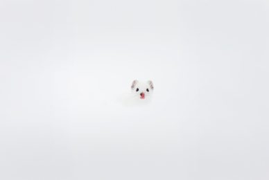wintwr-svizzera-tour-fotografico-ermellino-bianco-su-neve