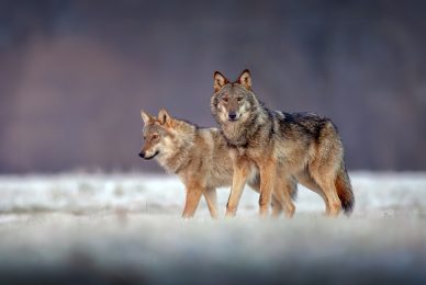 eagle-and-wolves-poland
