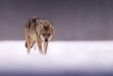 eagle-and-wolves-poland